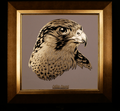 Golden Falcon